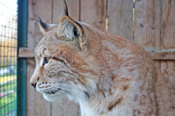 Lynx with gray beige white wool sits in a cage in the park
