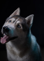 Siberian Husky sitting in front of a black background. Portrait of husky dog with blue eyes in studio. Cinema noir light. Copy space