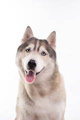 Cute Siberian Husky sitting in front of a white background. Portrait of husky dog with blue eyes isolated on white. Copy space