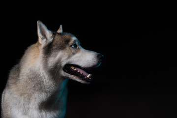 Siberian Husky sitting in front of a black background. Portrait of husky dog with blue eyes in studio. Dog looks at right. Copy space