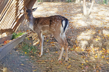 Deer with black-yellow-white soft hair near the feeders in the aviary in the park