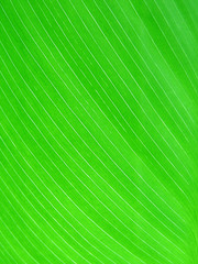 The surface of a juicy green leaf of a plant close-up