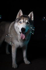 Siberian Husky sitting around soap bubbles in front of a black background. Portrait of husky dog with blue eyes