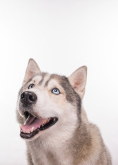 Cute Siberian Husky sitting in front and  looking up. Portrait of husky dog with blue eyes isolated on white background. Dog looks up. Copy space