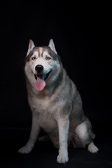 Siberian Husky sitting in front of a black background. Portrait of husky dog with blue eyes in studio. Copy space