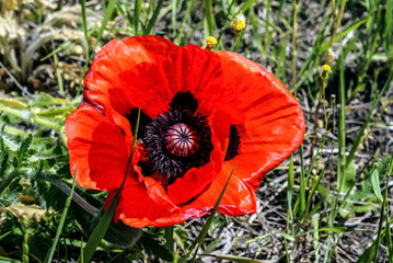 Macro photo nature flowers blooming poppies. Background texture of red poppies flowers. Poppy flower or papaver rhoeas poppy with the light. Close-up of a Beautiful Red Poppy, Nature