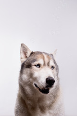Cute Siberian Husky sitting in front of a white background. Portrait of husky dog catches soap bubbles. Copy space