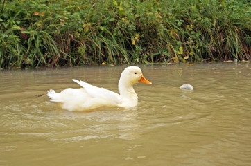 A duck with white feathers swims in a pond near green grass on a sunny summer day
