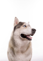 Cute Siberian Husky sitting in front of a white background. Portrait of husky dog with blue eyes isolated on white. Copy space