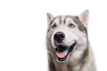 Cute Siberian Husky sitting in front and  looking up. Portrait of husky dog with blue eyes isolated on white background. Copy space