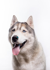Cute Siberian Husky sitting in front of a white background. Portrait of husky dog with blue eyes isolated on white. Copy space