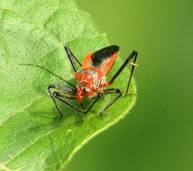 beautiful orange color insects catch a fly on a green leaf in summer time