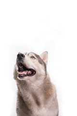 Cute Siberian Husky sitting in front and  looking up. Portrait of husky dog with blue eyes isolated on white background. Copy space