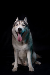 Fototapeta premium Siberian Husky sitting in front of a black background. Portrait of husky dog with blue eyes in studio. Copy space