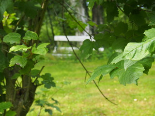Blätter lassen Gartenbank durchscheinen