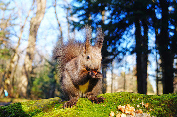 A squirrel with black fluffy fur sits on a stone covered with green moss and eats nuts on a sunny day