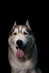 Fototapeta premium Siberian Husky sitting in front of a black background. Portrait of husky dog with blue eyes in studio. Copy space