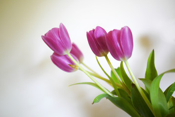 Four pink tulips on white background.