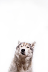 Siberian Husky sitting around soap bubbles in front of a white background. Portrait of husky dog with blue eyes isolated on white. Copy space