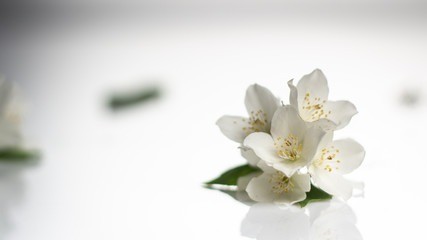 Fototapeta na wymiar Jasmine flower on the white background,select focus