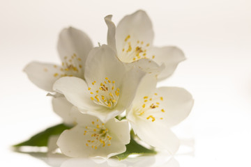 Jasmine flower on the white background,select focus