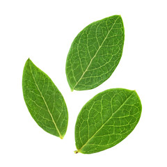 Obraz premium Three blueberry leaves isolated on white background