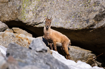 Young Ibex on the stone in Gran Paradiso national park fauna wildlife, Italy Alps mountains