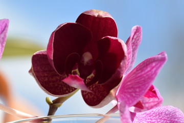 Orchidee ,lila