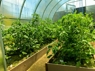 Garden beds with green bushes of tomatoes