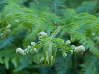 fern in detail