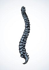 Spine. Vector drawing