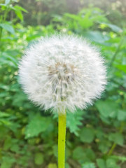 Faded white dandelion close up. Studio Photo