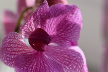 Orchidee, lila