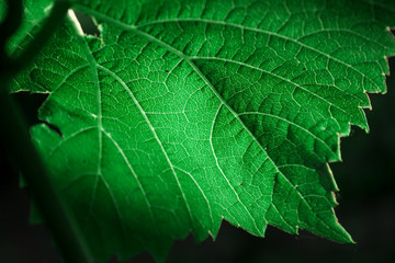 green leaf