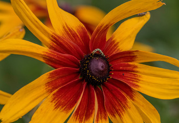 black eyes Susan close up 