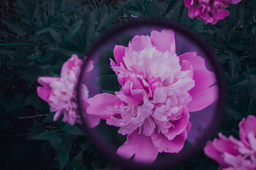 flower in water