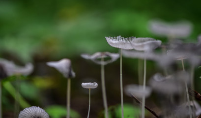 Miniature succulent plants