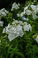 Branches of white phlox flowers with a garden in the village. Summer landscape.