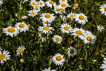 Fototapeta premium Camomile daisy flowers, field flowers, chamomile flowers, spring day. Wild chamomile flowers growing in the field