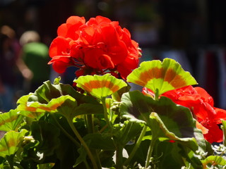 Geranie , rot