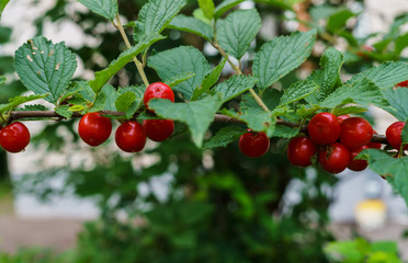 Obraz premium Red berries of a felted cherry on the branches. Little cherry berries.