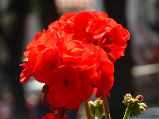 Geranie , rot