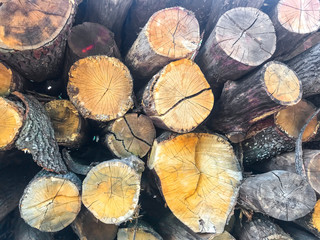 Various size cut tree trunks logs body firewood stack in forest. Deforestation area. Woodpile of...