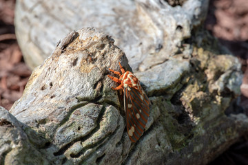 Close up side view of a spectacular regal moth on a log in Missouri. Bokeh effect.
