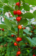 Obraz premium Red berries of a felted cherry on the branches. Little cherry berries.