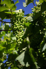 White wine grapes. Summer concept