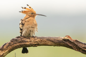 Eurasian Hoopoe perched on a branch © Wim
