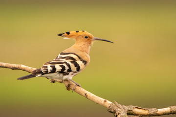 Eurasian Hoopoe perched on a branch © Wim