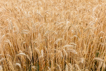 The field of ripe wheat. Before harvesting. Background for design