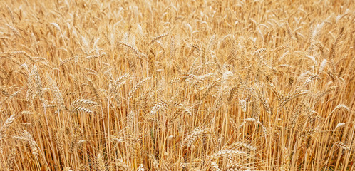The field of ripe wheat. Before harvesting. Background for design